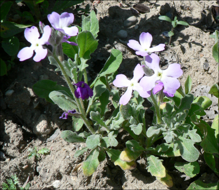 Matthiola fruticulosa