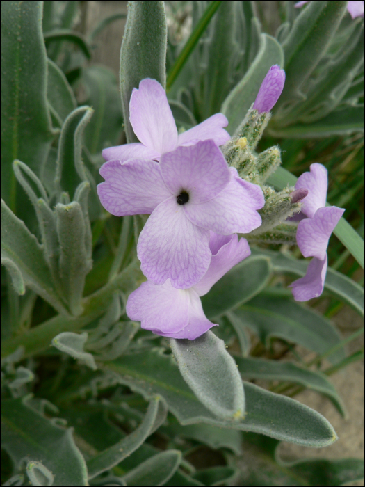 Matthiola sinuata