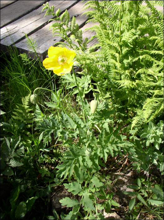 Meconopsis cambrica L.