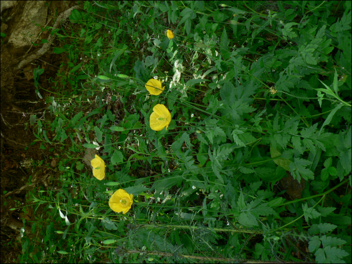 Meconopsis cambrica L.