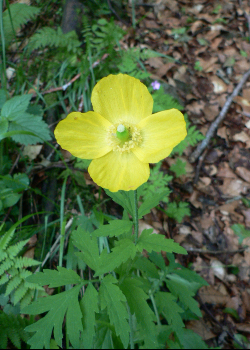 Meconopsis cambrica L.