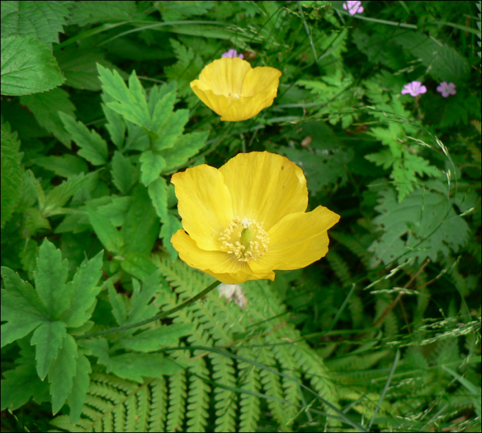 Meconopsis cambrica L.