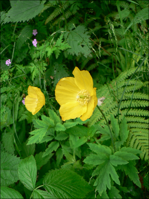 Meconopsis cambrica L.