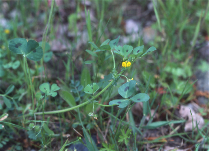 Medicago  arabica (L.) (=M. maculata)