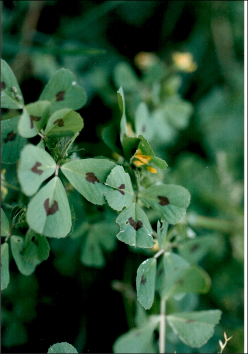 Medicago  arabica (L.) (=M. maculata)