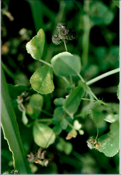 Medicago  arabica (L.) (=M. maculata)