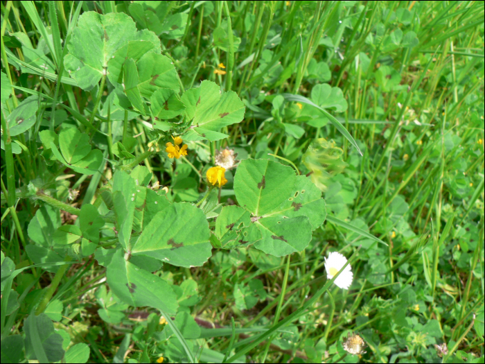 Medicago  arabica (L.) (=M. maculata)