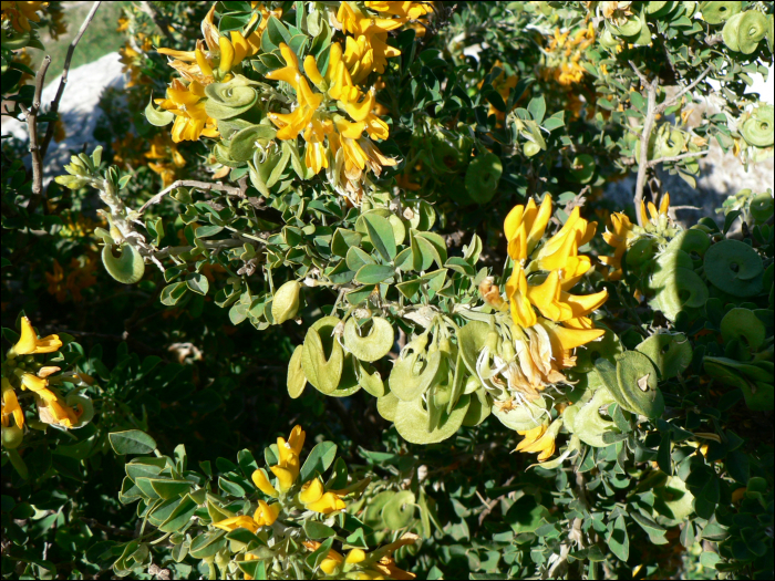 Medicago arborea