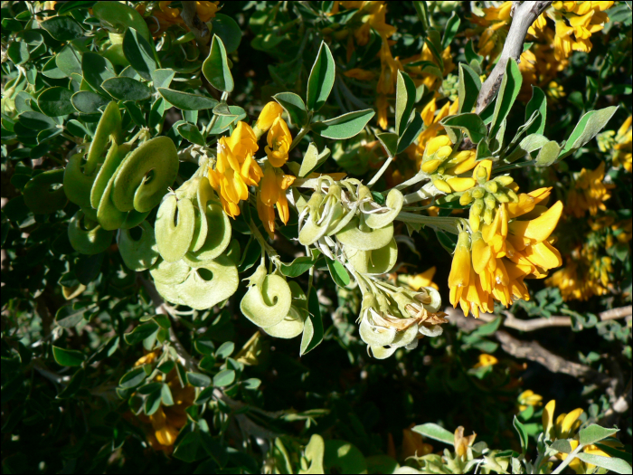 Medicago arborea