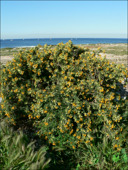 Medicago arborea