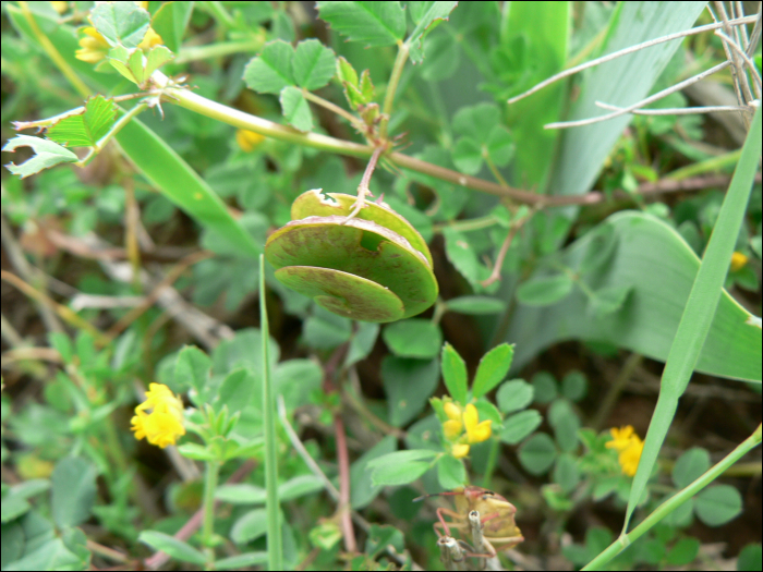 Medicago arborea