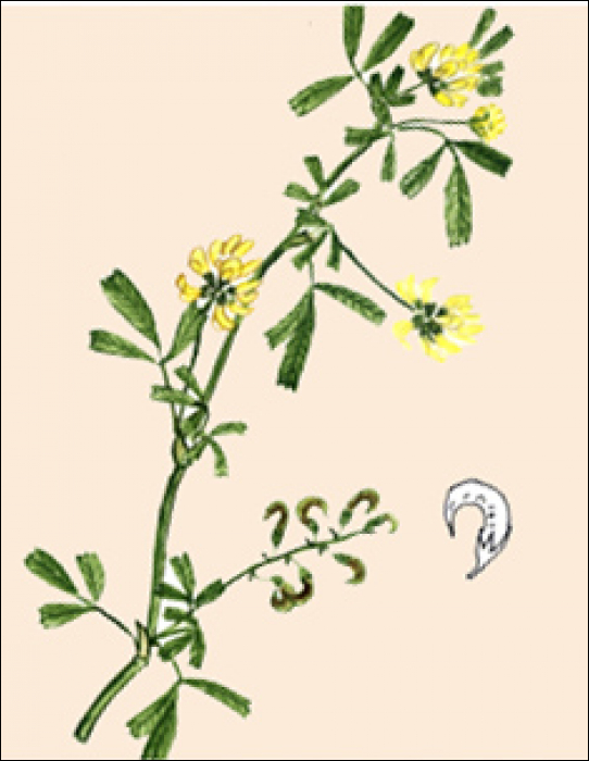 Medicago falcata L.