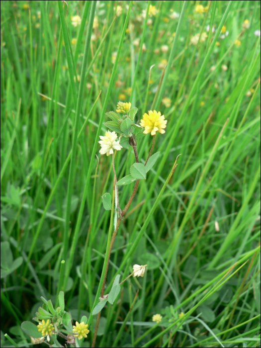 Medicago lupulina L.