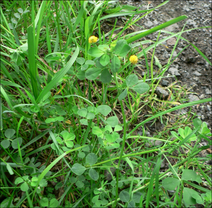 Medicago lupulina L.