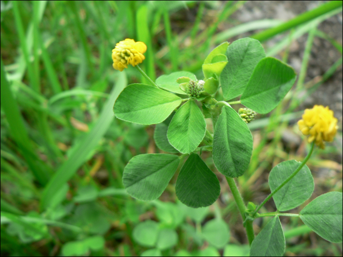 Medicago lupulina L.