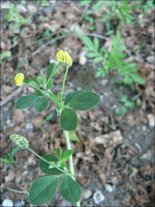 Medicago lupulina L.