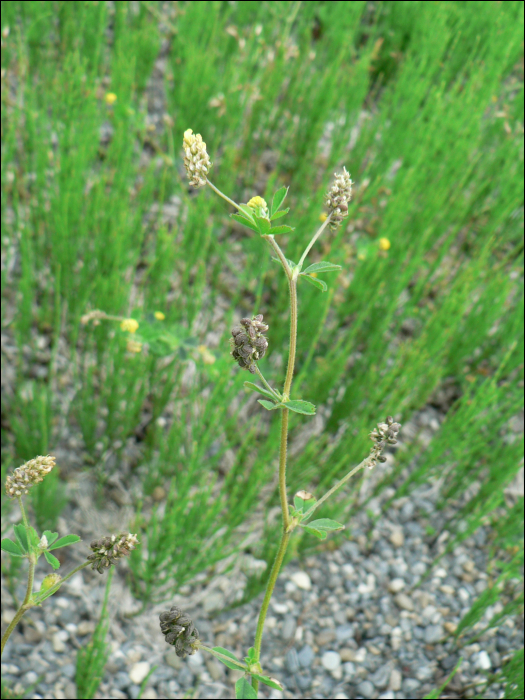 Medicago lupulina L.