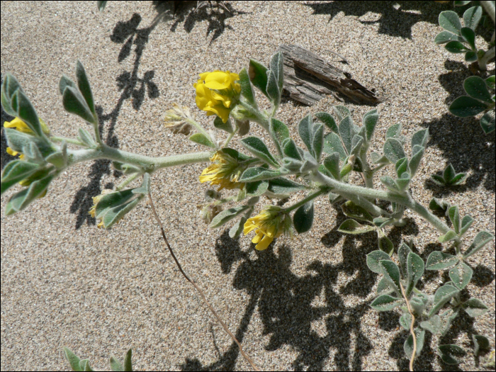 Medicago marina