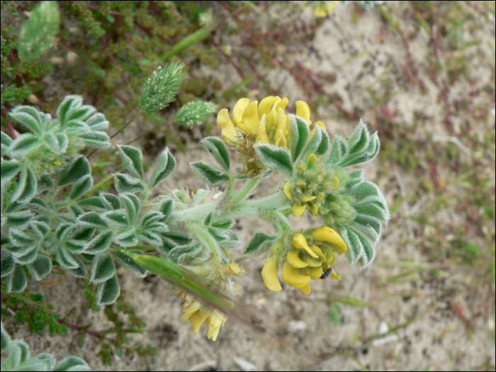 Medicago marina