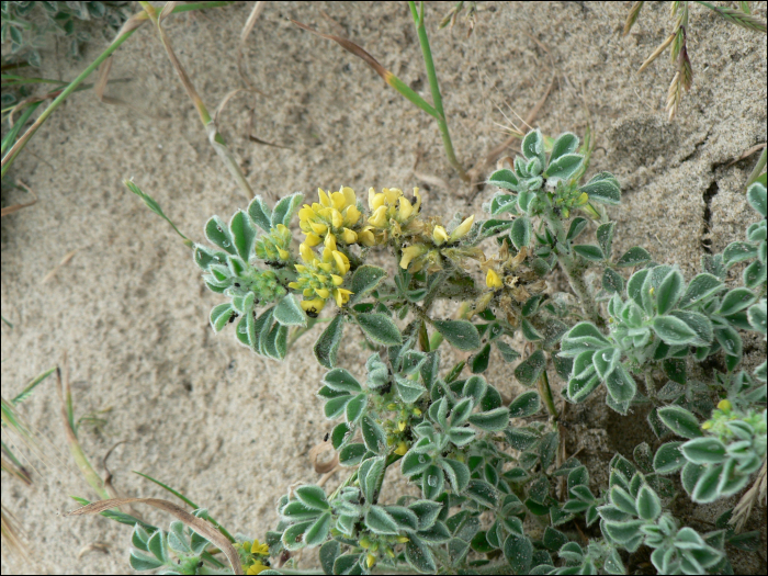 Medicago marina