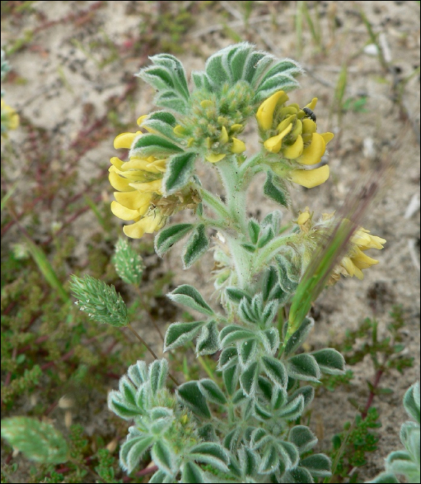 Medicago marina