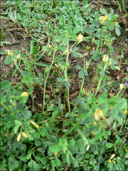 Medicago minima