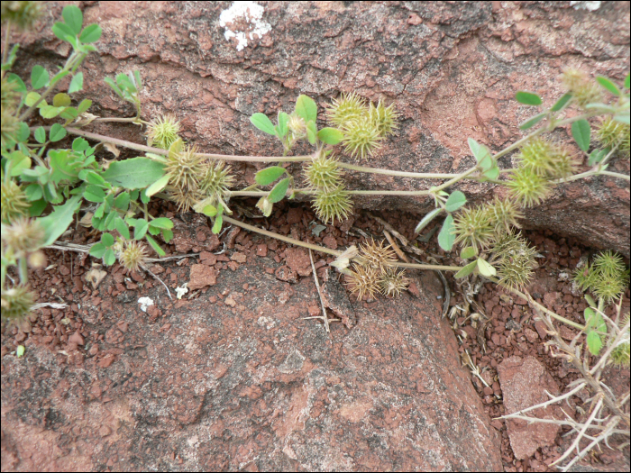 Medicago polymorpha