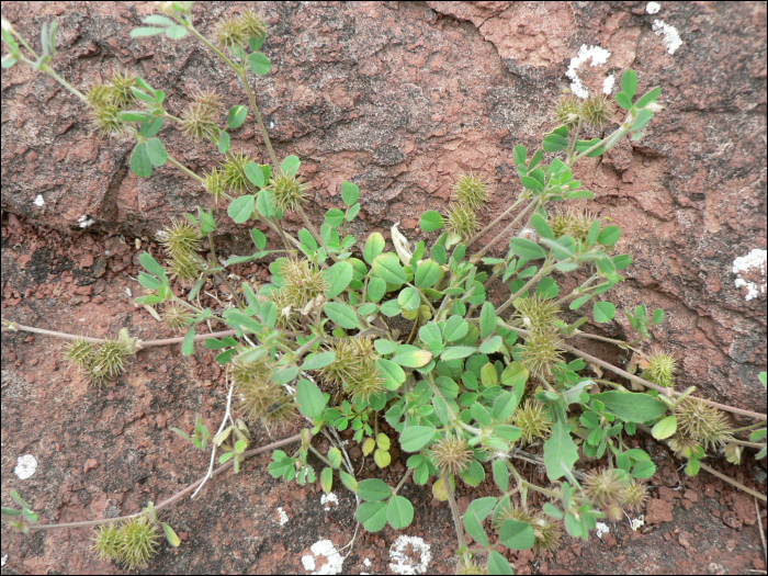 Medicago polymorpha