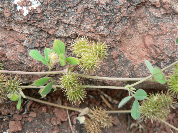 Medicago polymorpha