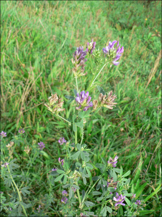 Medicago sativa