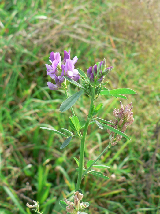 Medicago sativa