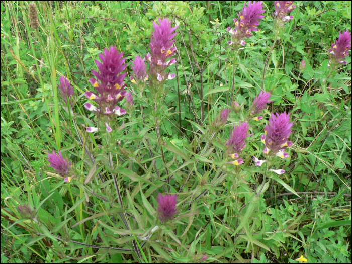 Melampyrum arvense L.