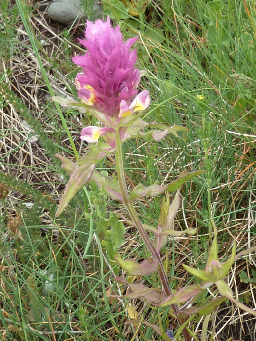 Melampyrum arvense L.