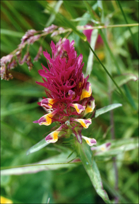 Melampyrum arvense L.