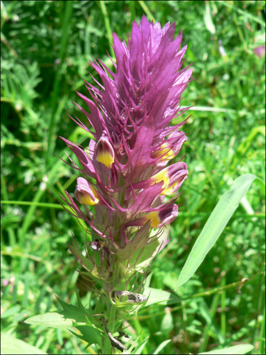 Melampyrum arvense L.