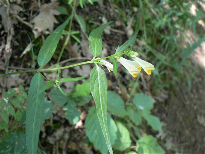 Melampyrum pratense L.