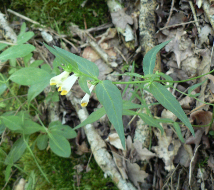 Melampyrum pratense L.