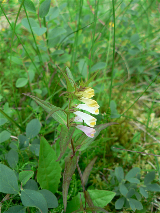 Melampyrum sylvaticum L.