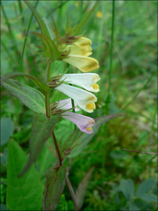 Melampyrum sylvaticum L.