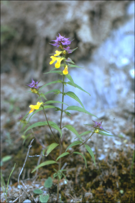 Melampyrum velebiticum aggr. (=M. nemorosum)