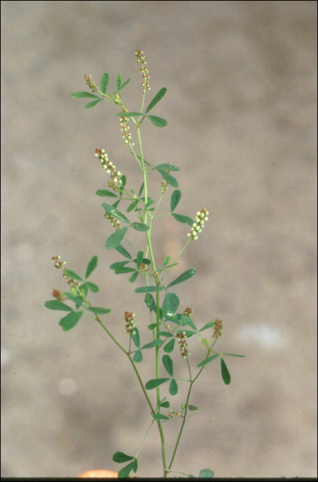 Melilotus alba Medik.