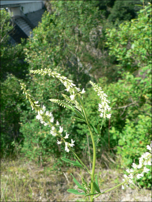 Melilotus alba Medik.