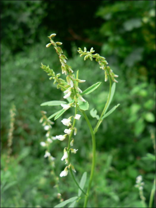 Melilotus alba Medik.