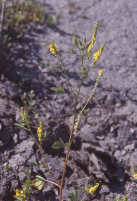 Melilotus officinalis Lam. 