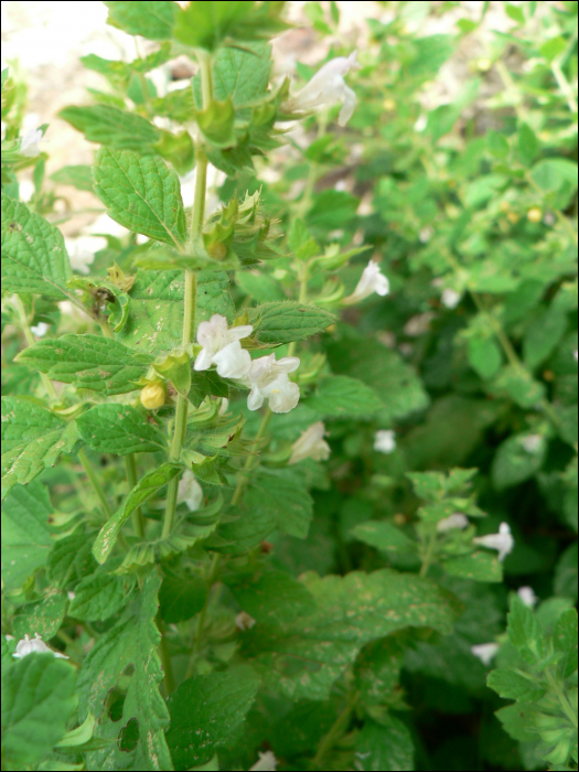 Melissa officinalis L.