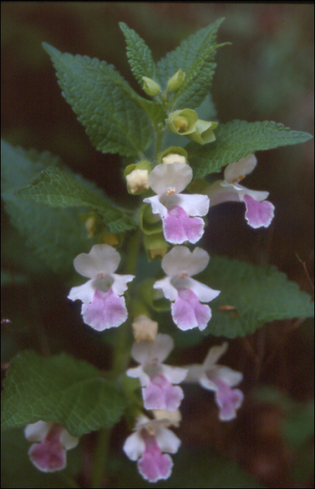 Melittis melissophyllum L.