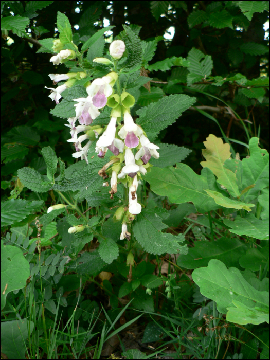 Melittis melissophyllum L.