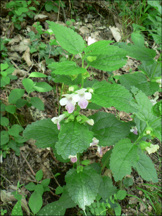 Melittis melissophyllum L.