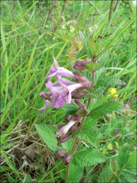 Melittis melissophyllum L.