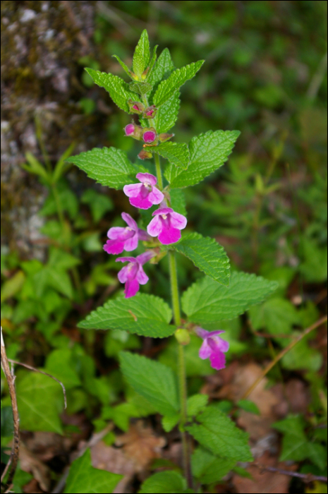 Photo de Mélitte à feuilles de mélisse (Melittis melissophyllum L.)